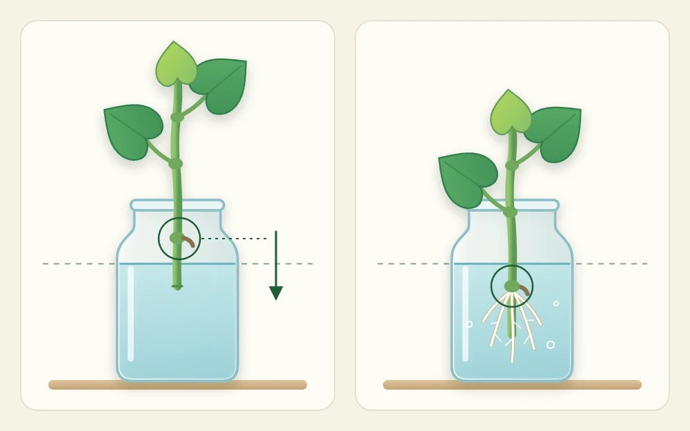 Two jars side by side: one cutting with its leaf joint above the water and no roots, one with its joint under water and white roots