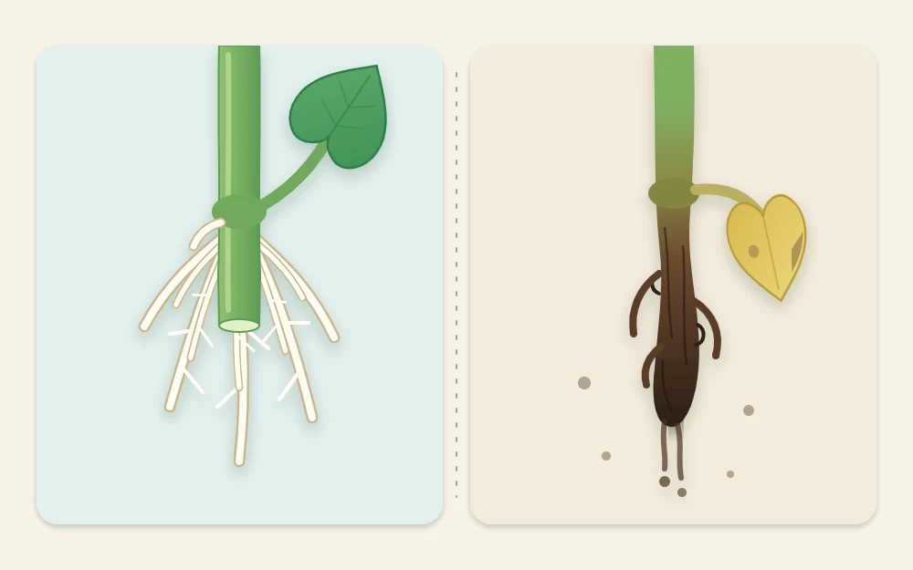 Two stem ends compared: a firm pale green stem with white roots on the left and a dark brown, soft, collapsing stem end on the right