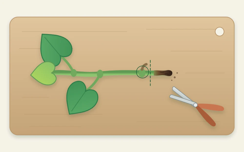 A cutting on a board with a line marking a new cut above the dark damaged end and below a healthy leaf joint, snips beside it