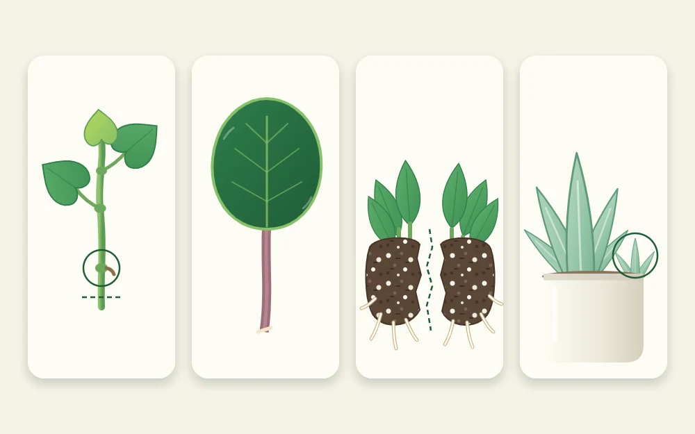 Four tiles in a row: a stem cutting with a node, a single leaf with its stalk, a clump split in two, and a baby plant beside its parent