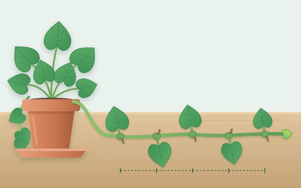A healthy trailing plant in a pot with one vine laid to the side, showing evenly spaced leaves and small bumps at each joint