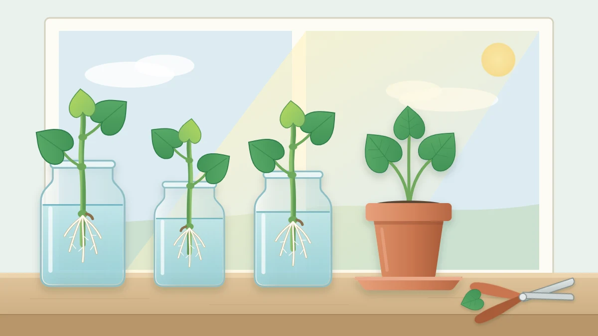 Three glass jars on a bright windowsill holding leafy vine cuttings with white roots, beside a small terracotta pot and pruning snips