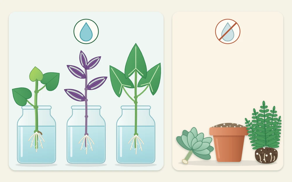Three soft leafy cuttings rooting in jars of water on the left, and a succulent cutting and a clumping fern beside a pot of mix on the right