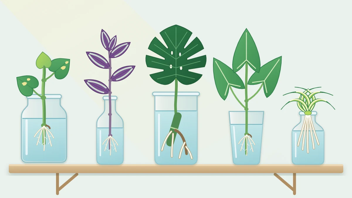 Five glass jars and bottles on a shelf, each holding a different leafy cutting in water, including vines, a large split leaf and a baby plant