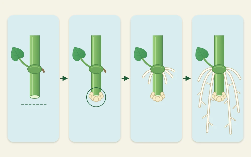 Four stages of the same stem end in a row: a fresh cut, a pale callus bump, short unbranched white roots, and a branching root system