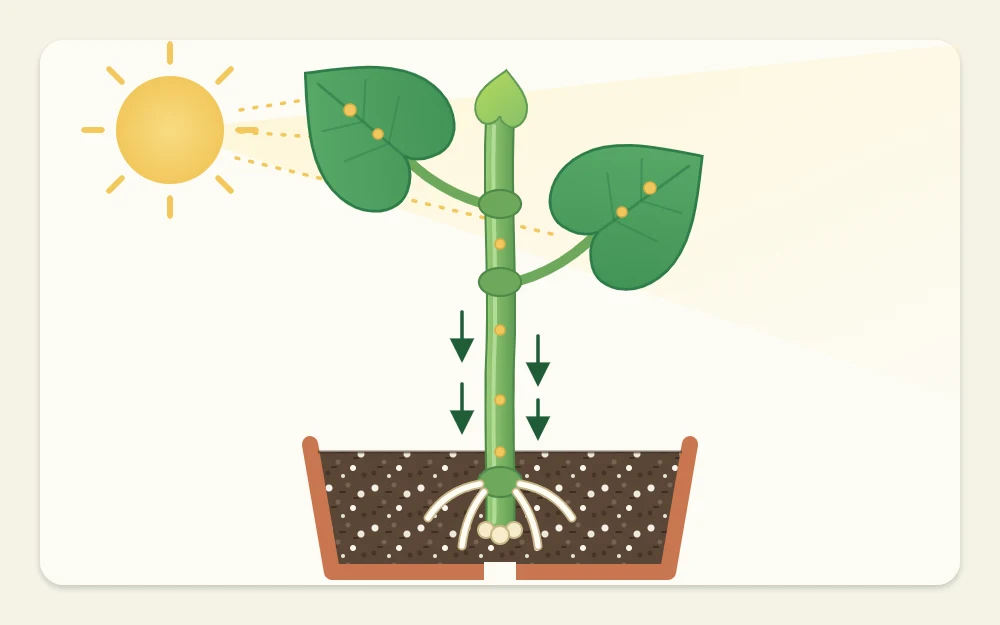 Diagram of a stem cutting with two leaves under a small sun, with small arrows along the stem pointing down toward the rooting end
