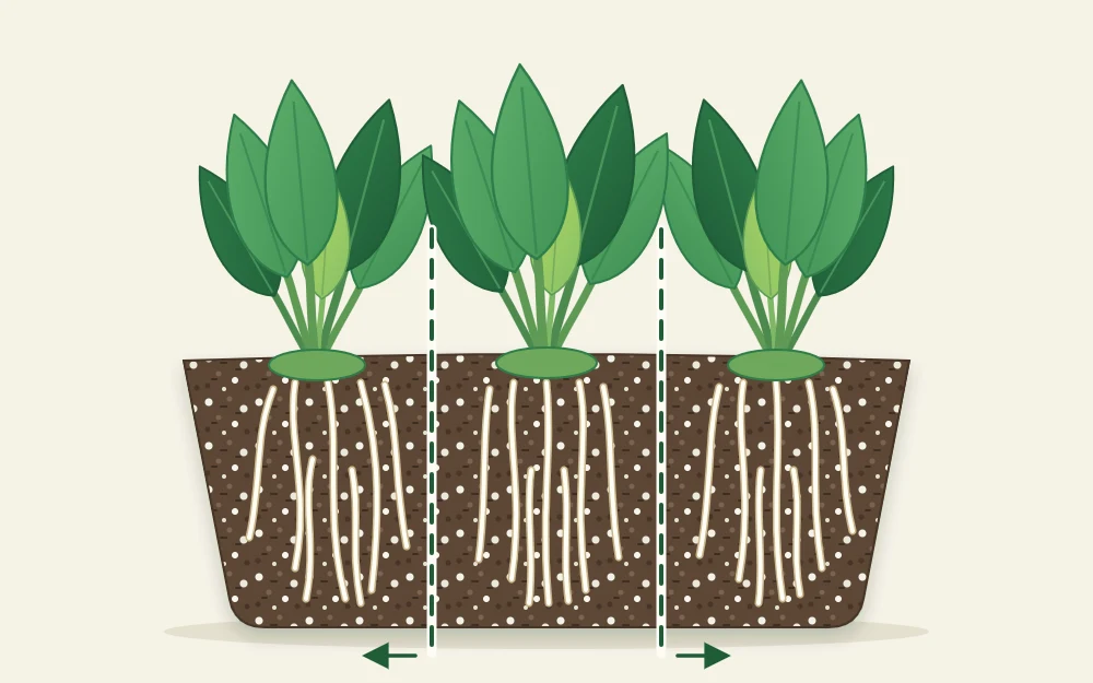 Side view of a root ball with three separate crowns of leaves and two dashed lines marking where to split it