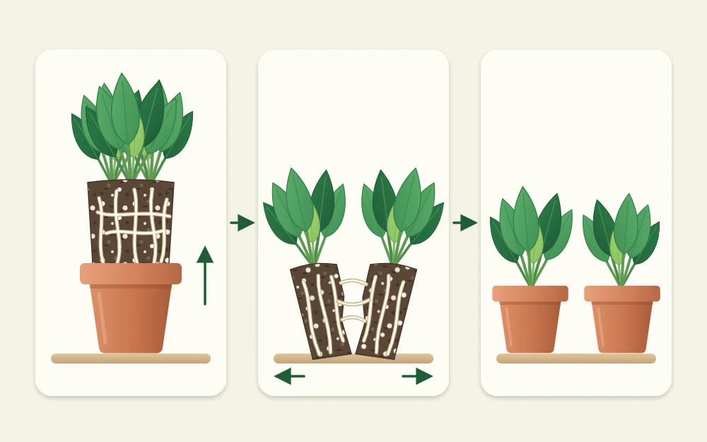 Three steps in a row: a crowded plant sliding from its pot, the root ball parted in two, and two smaller pots each with one division