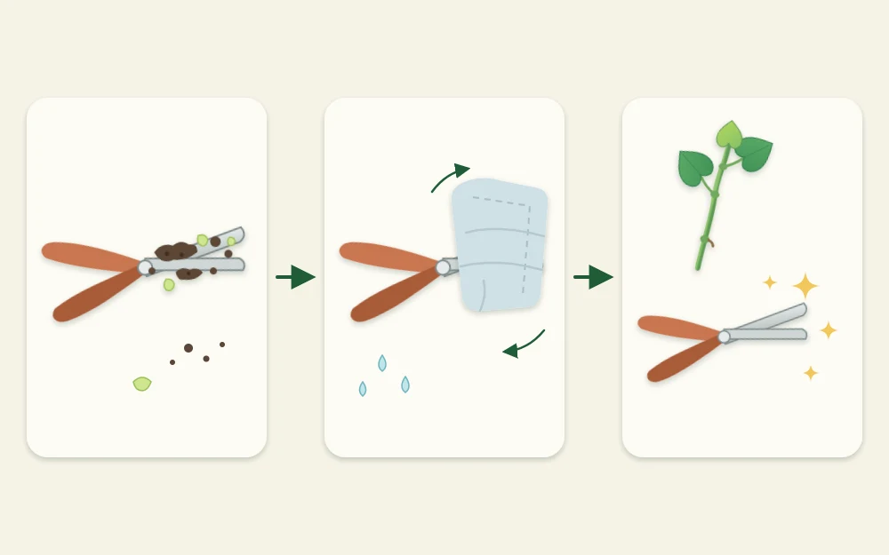 Three steps joined by arrows: snips with soil and sap on the blades, a cloth wiping the blades, and clean shining snips beside a fresh cutting