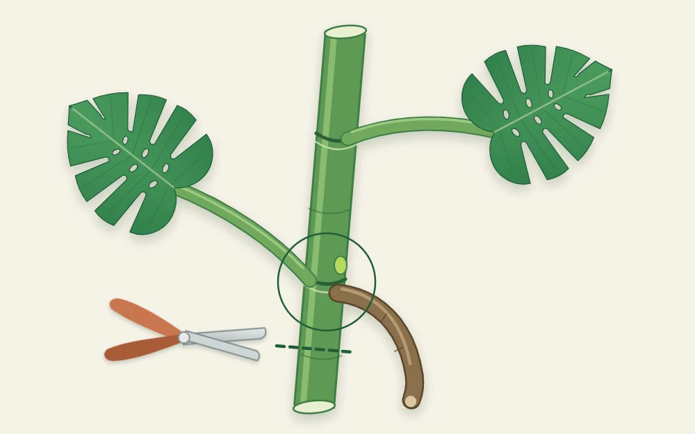 Thick climbing stem with two leaf stalks, a ring where a leaf attaches, a thick brown aerial root beside it and a mark for the cut below