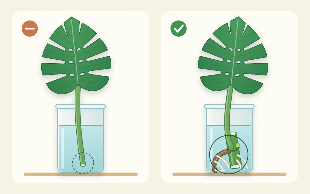 Two vases compared: a leaf and long stalk alone with no stem piece, and a leaf with a chunk of stem and aerial root growing white roots