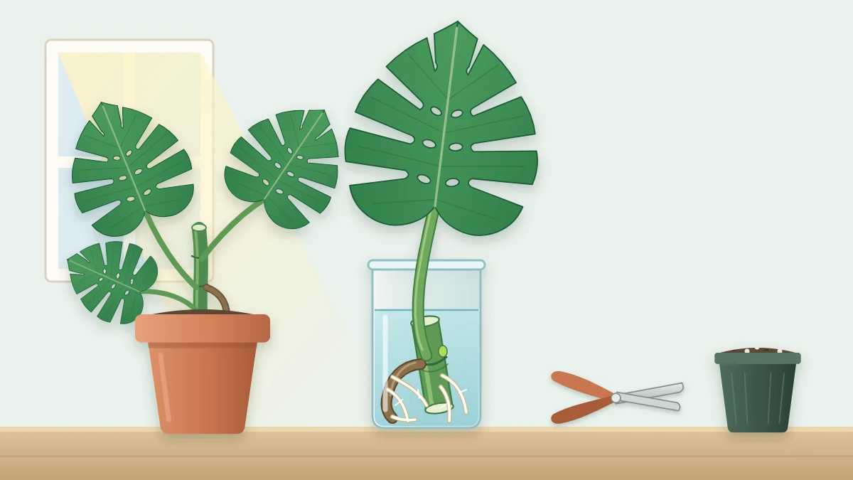 A large perforated leaf on a thick stem standing in a tall glass vase of water, with a brown aerial root and new white roots