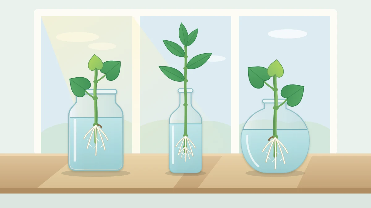Three clear glass vessels of different shapes on a windowsill, each holding a leafy cutting with white roots visible in the water