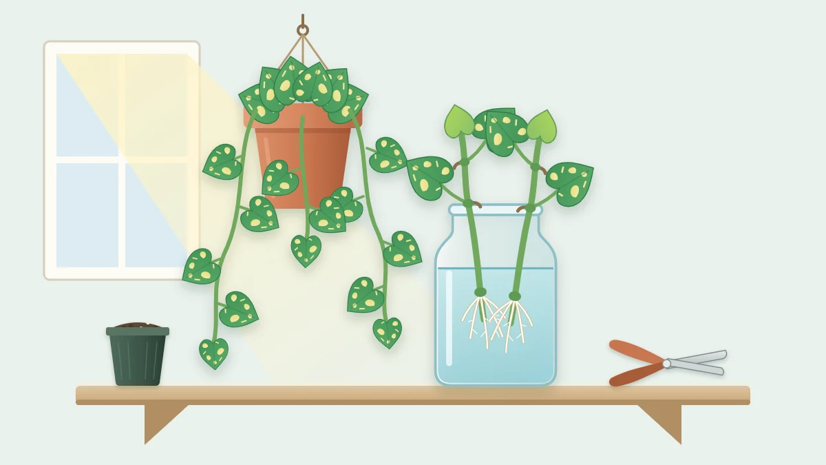 A trailing plant with marbled green and yellow heart-shaped leaves in a hanging pot above a glass jar holding two cut vines in water