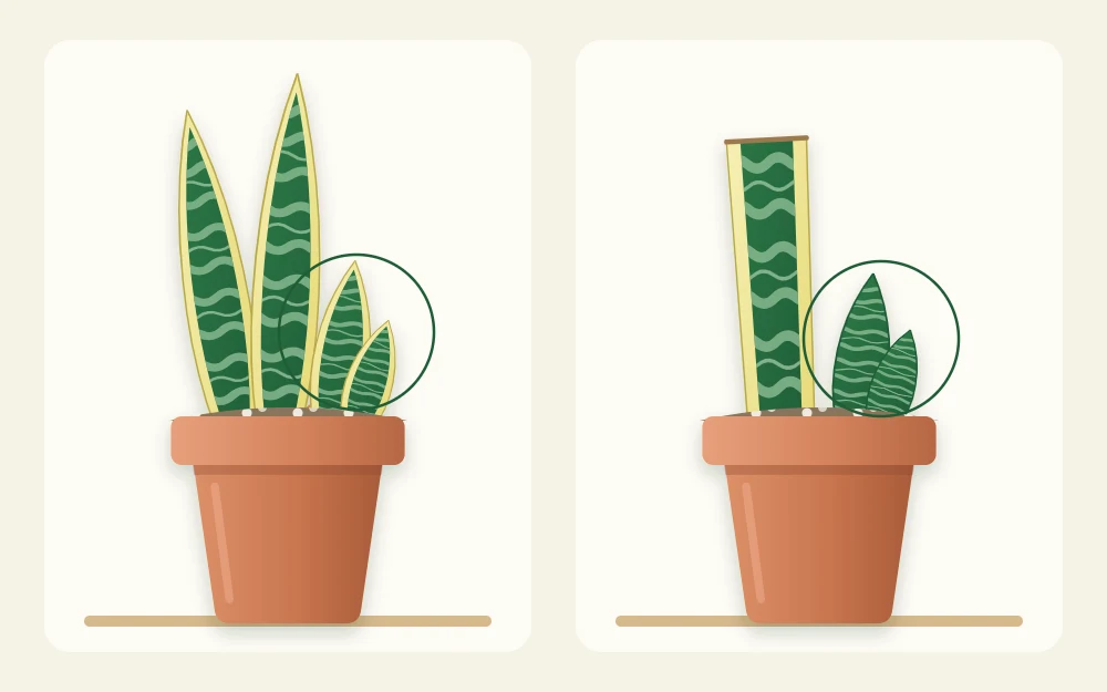 Two small pots compared: a yellow-edged shoot growing from a divided piece, and a plain green shoot at the base of a yellow-edged leaf section