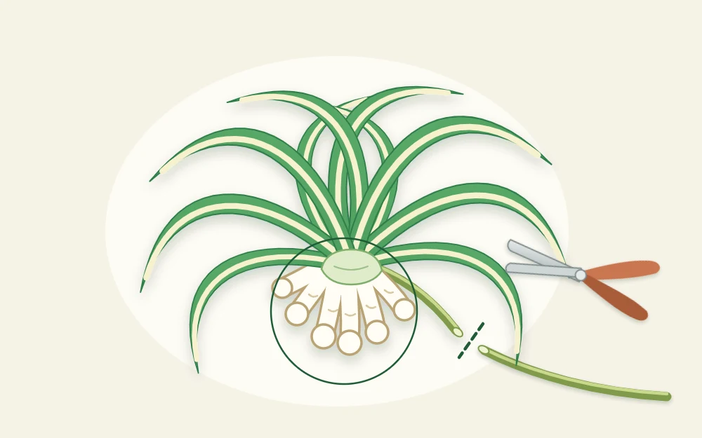 One baby plant cut from its stem, with a rosette of small striped leaves and a cluster of short knobby white root nubs at its base