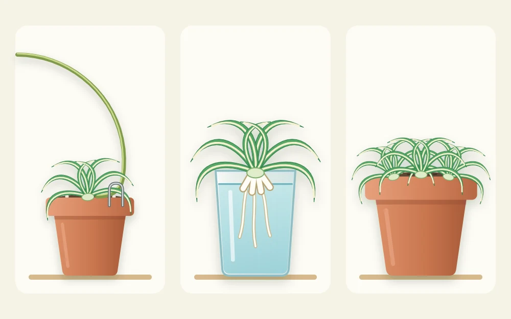 Three setups: a baby plant pinned to a small pot while attached, one with its base in a glass of water, and three planted in one pot