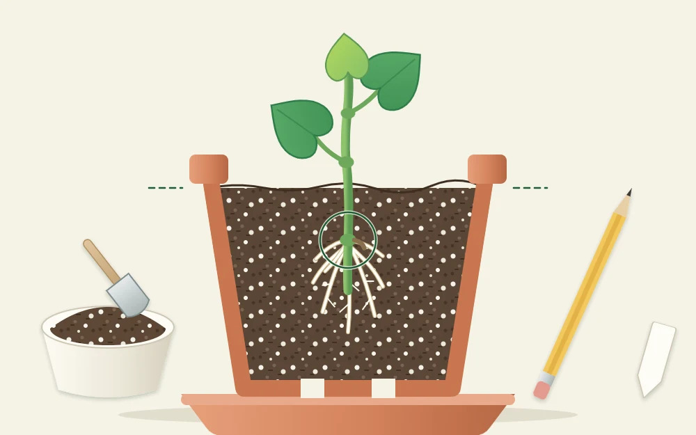 Cutaway view of a small pot with a stem cutting in airy mix, one leaf joint buried and short white roots growing from it