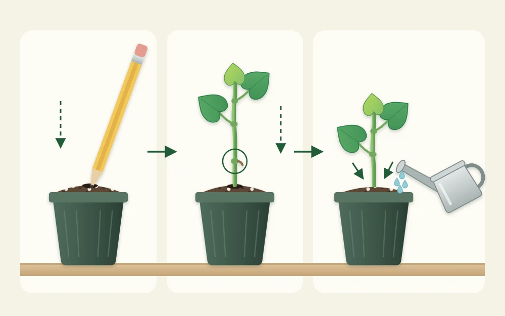 Three steps in a row: a pencil making a hole in a pot of mix, a cutting lowered in, and the mix firmed around the stem