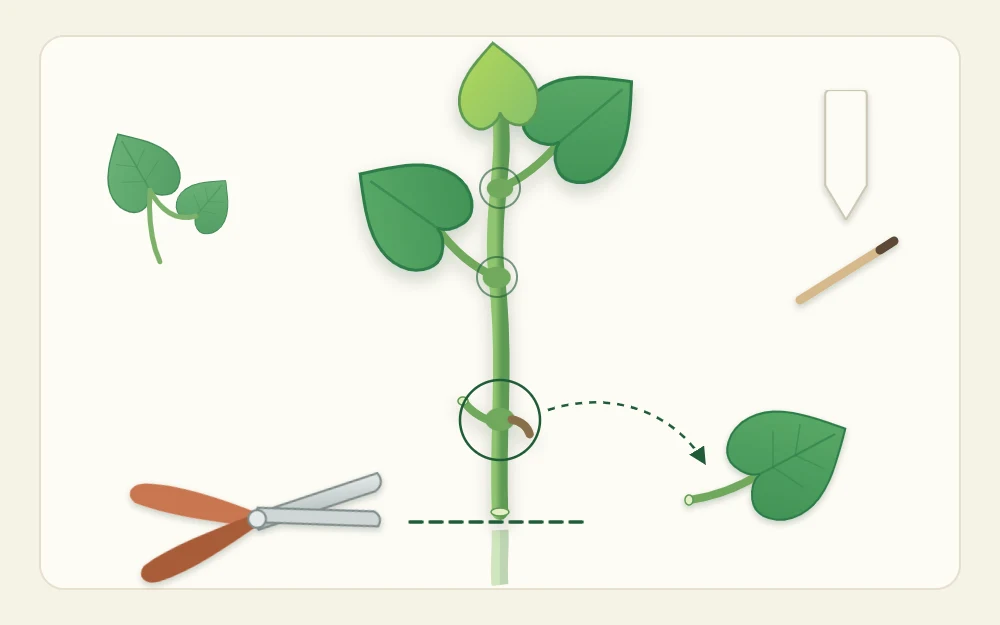Diagram of a stem cutting with the cut just below the lowest leaf joint, the lowest leaf removed and two leaves left on top