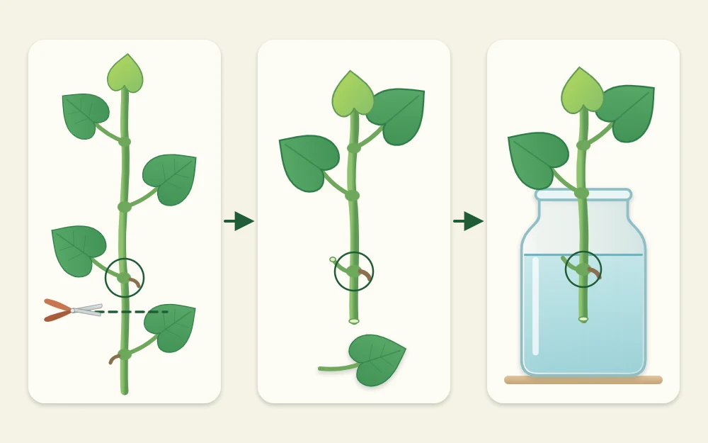 Three steps in a row: a vine with a cut mark below a joint, the trimmed cutting, and the cutting standing in a jar of water