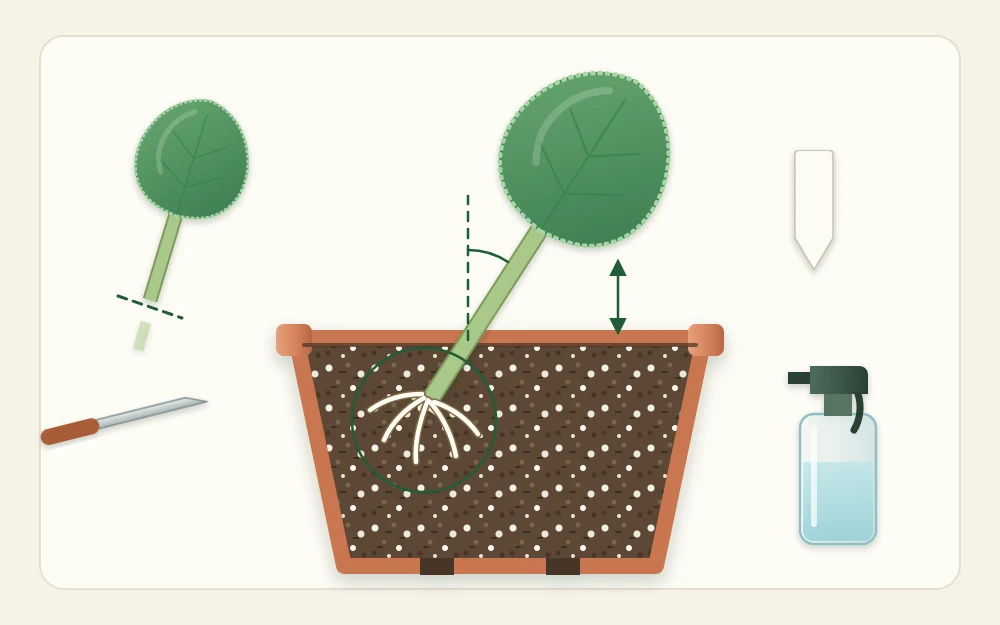 Diagram of a round leaf with its stalk set at an angle in a cutaway pot, with small white roots at the base of the stalk