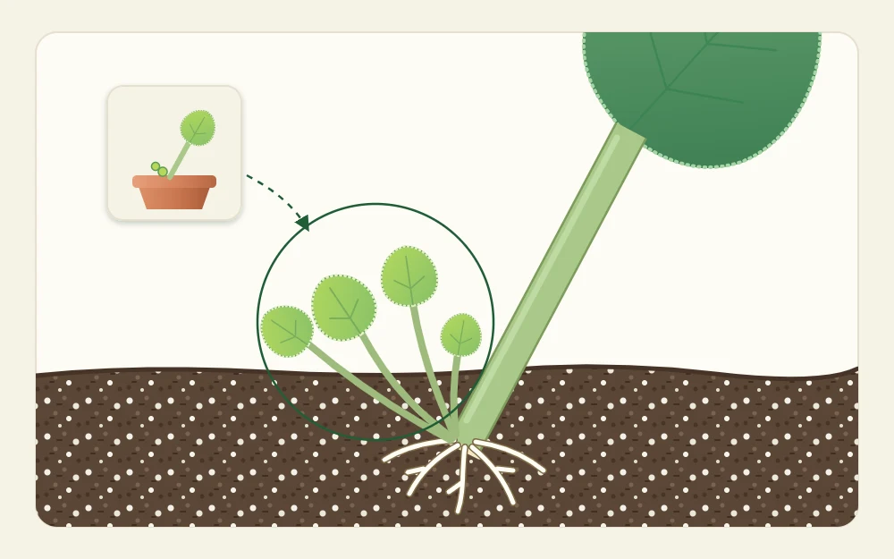 Close view of the base of a leaf stalk at soil level with a cluster of four tiny new leaves emerging beside it