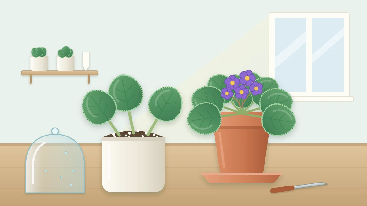 Three fuzzy round leaves with short stalks standing at a slant in a small pot of light mix, with a purple-flowered rosette plant behind them