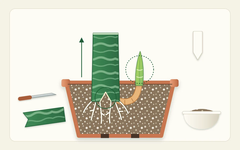 Diagram of an upright leaf section in a cutaway pot, its notched bottom edge buried, roots below and a small new shoot beside it