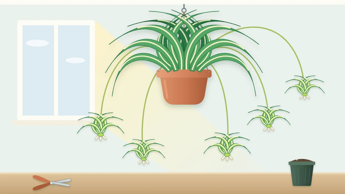 A plant with long arching striped leaves in a hanging pot, with several long stems dangling small baby plants at their ends