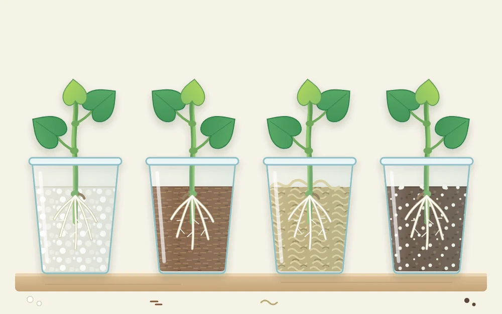 Four clear cups in a row, each with a cutting rooting in a different medium: perlite, coir, pale moss and a soil and perlite mix