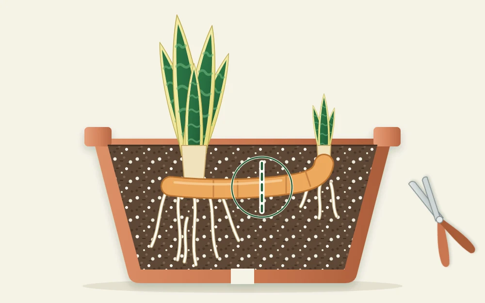 Cutaway of a pot showing a parent plant and a small pup joined by a short underground stem, with a mark where to cut