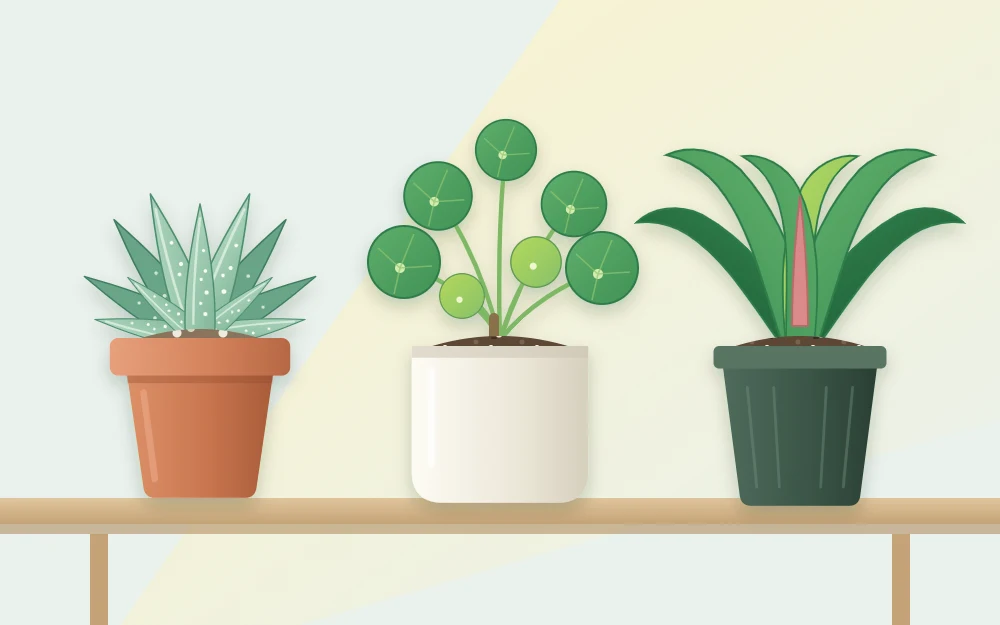 Three small pots in a row holding a spiky rosette pup, a pup with round coin-shaped leaves and a small vase-shaped rosette
