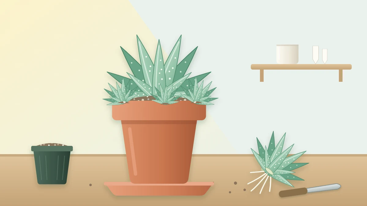 A spiky rosette plant in a terracotta pot with three baby rosettes at its base and one separated pup with roots lying beside the pot