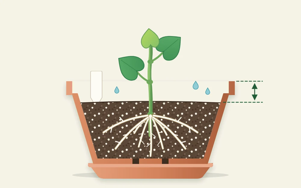Cutaway of a small pot with a freshly potted cutting, white roots spread through airy mix and a gap below the pot rim