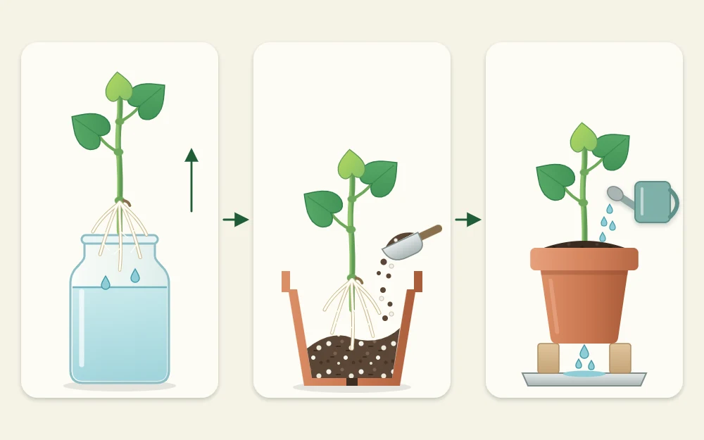 Three steps joined by arrows: a rooted cutting lifted from a jar, held in a pot while mix is filled in, then watered until drops fall