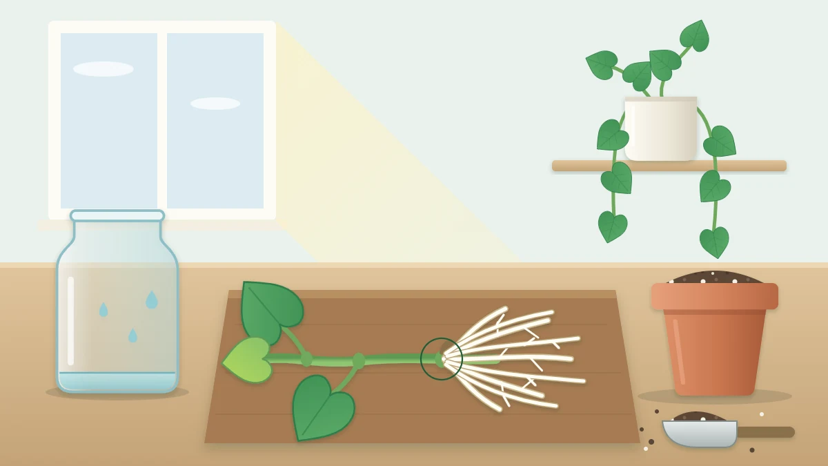 A rooted vine cutting with a fan of white roots lying on a table between an empty glass jar and a small terracotta pot of fresh mix