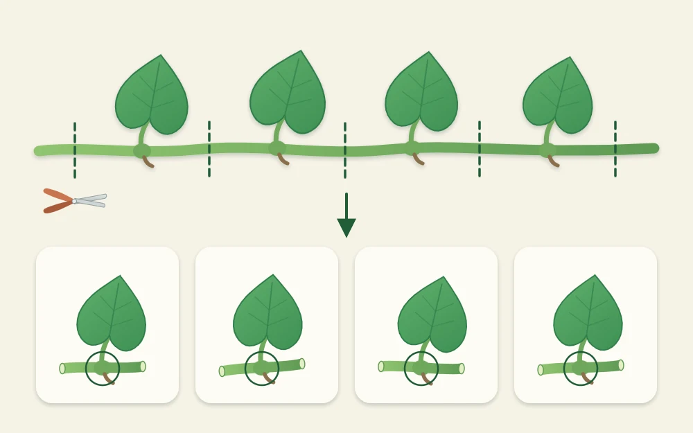 A long vine with dashed cut marks between every leaf, and below it a row of four separate single-leaf pieces of stem