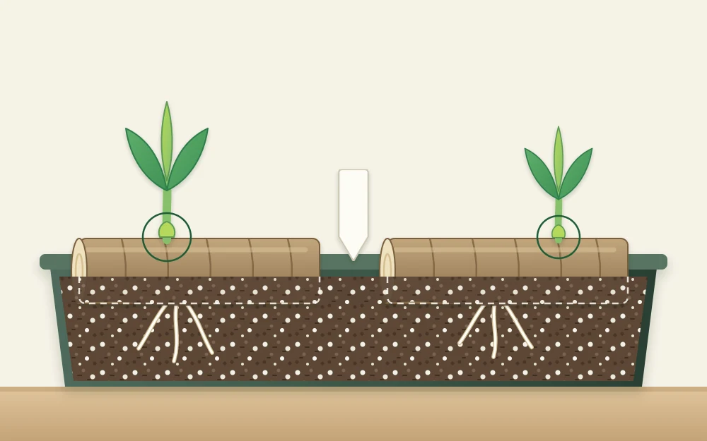 A shallow tray of rooting mix with two thick cane sections lying half buried, each with a small green shoot rising from a joint