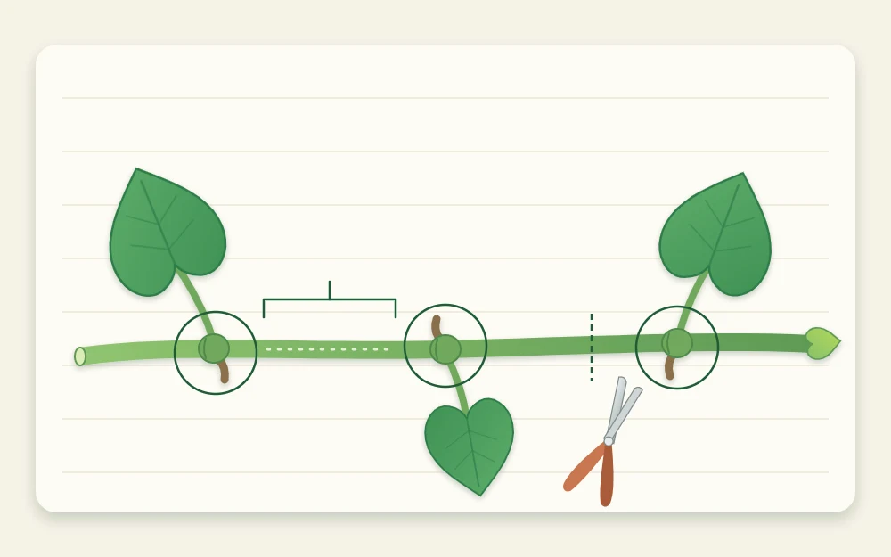 Diagram of a vine stem with three leaves, a small circle around each leaf joint and a line marking the bare stem between two joints