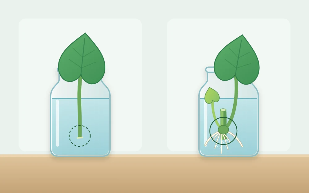 Two glass jars: a single leaf with only its stalk and no growth, beside a piece of stem with a leaf joint, white roots and a new shoot