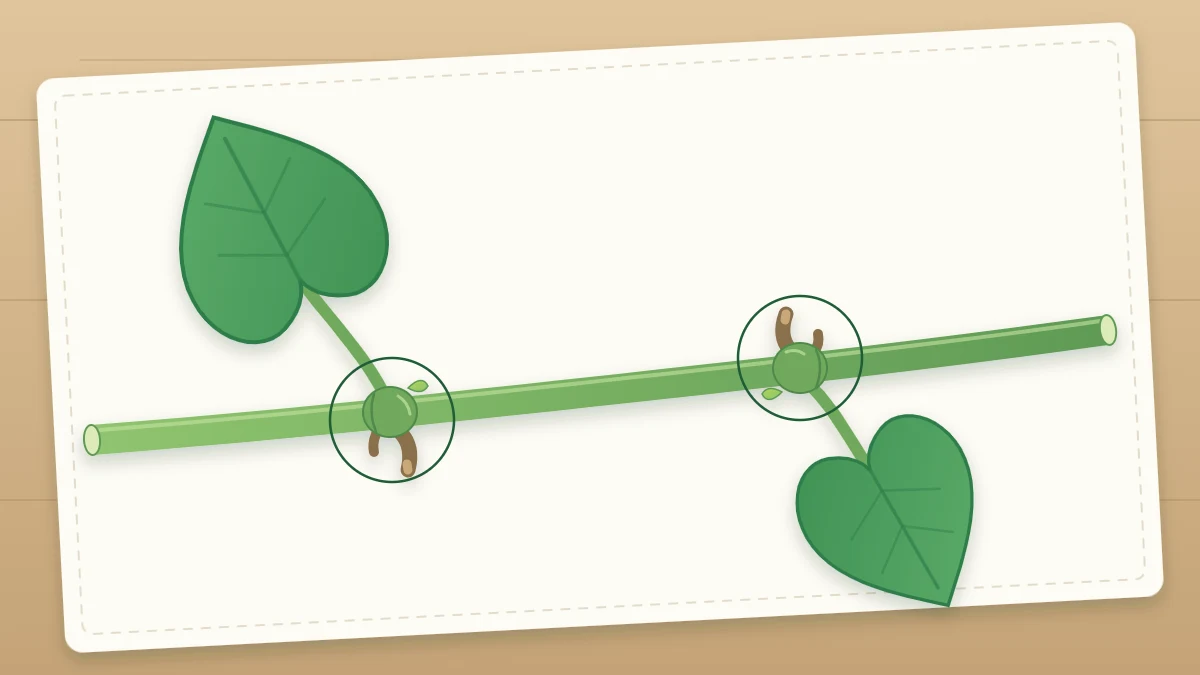 Close view of a green vine stem with two heart-shaped leaves, the leaf joints slightly swollen with small brown root nubs
