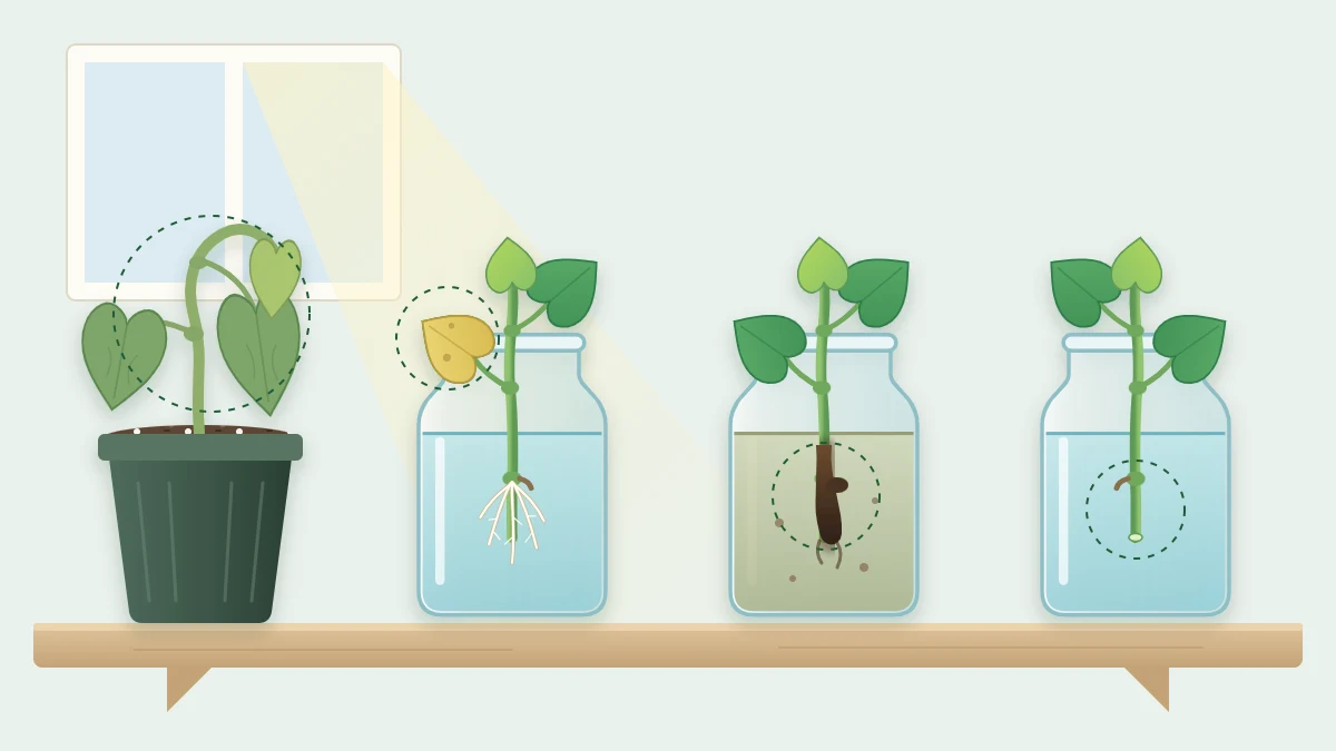 Four cuttings in jars and pots, each with a different trouble: one wilted, one with a yellow leaf, one with a dark soft stem base, one with no roots